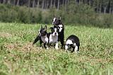 BOSTON TERRIER 126